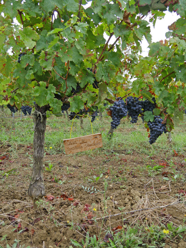 Виноградник на урожай